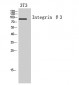 Integrin β3 Polyclonal Antibody